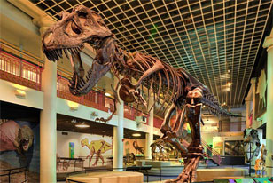 skeletal mount of Tyrannosaurus in Dinosaur Hall