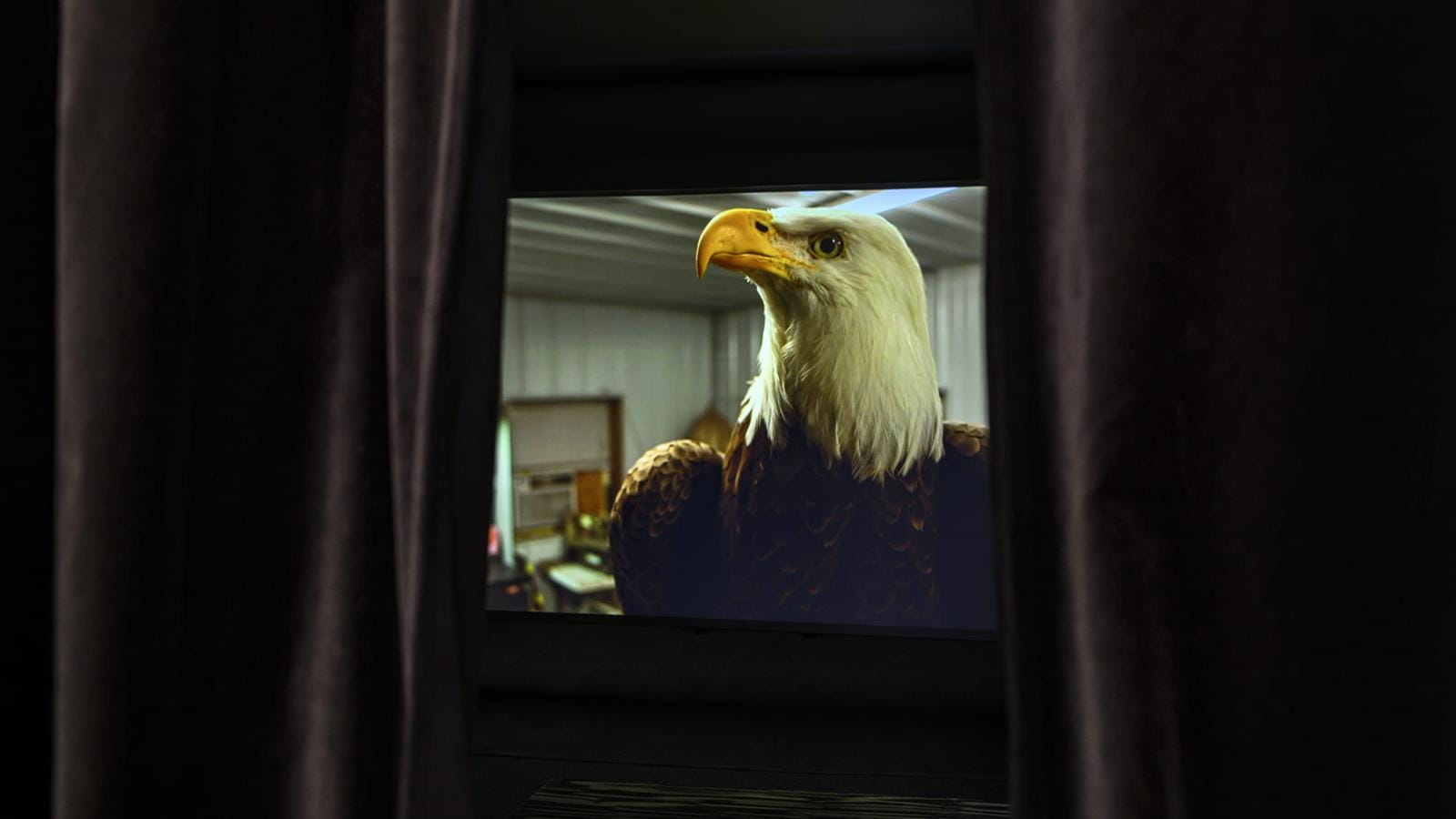 An image of a bald eagle inside a building on a screen in a movie theater.