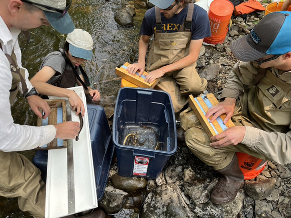 Four Academy scientists wearing fishing waders, measuring fish caught in a stream.