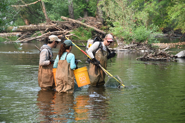 Three Academy scientists in a stream wearing waders, carrying yellow buckets and nets, looking for specimens.
