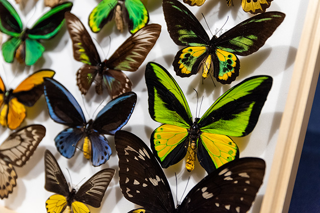 Nine different colorful butterflies that are collected in a box.