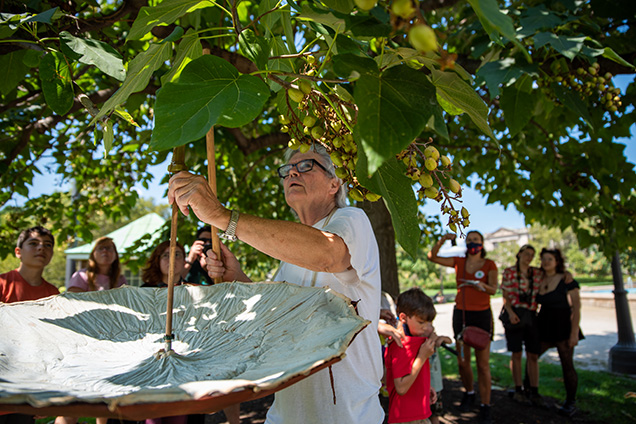 Academy Entomologist hitting a tree with a stick to knock insects into a white umbrella.