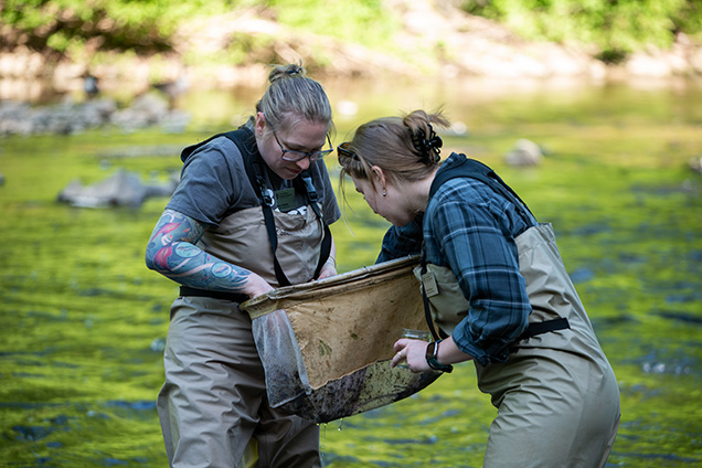 Two macroinverterbrates staff looking to see if they collected specimens in a net.
