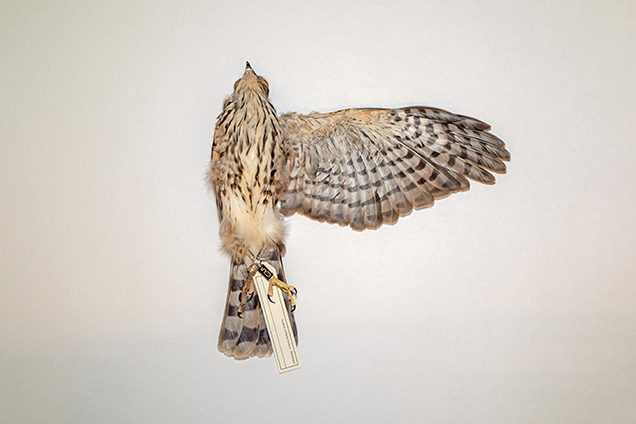 A Puerto Rican Skinned Hawk specimen.