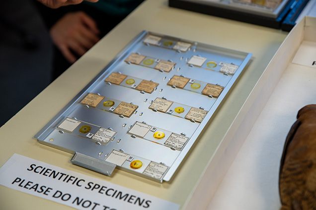 Ten specimens on microscope slides sitting on a metal tray.