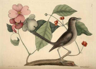 illustration from Catesby's Natural History