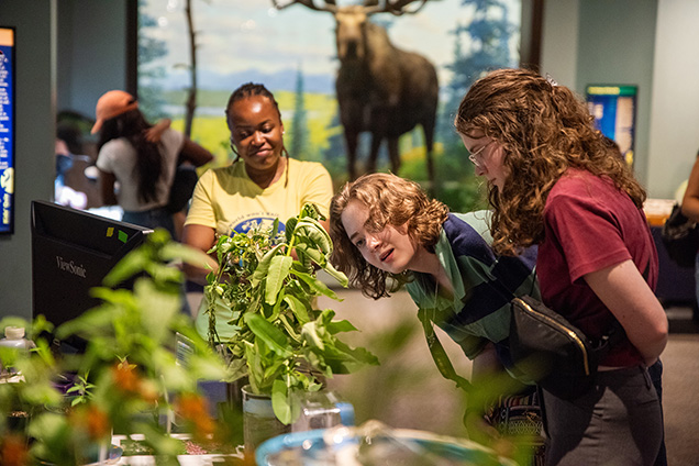 three women looking at a bug on a plant in front of the moose diorama
