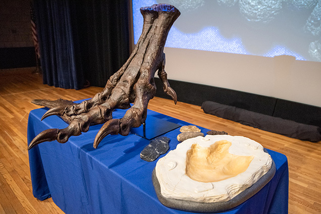 A t-rex foot on a table with other fossils.