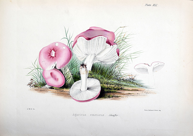 illustration of mushrooms with pink tops next to grass