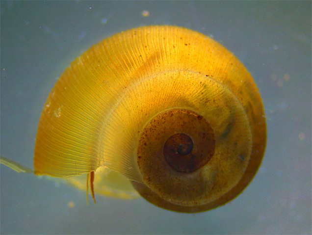 close up photo of yellow snail shell on blue background