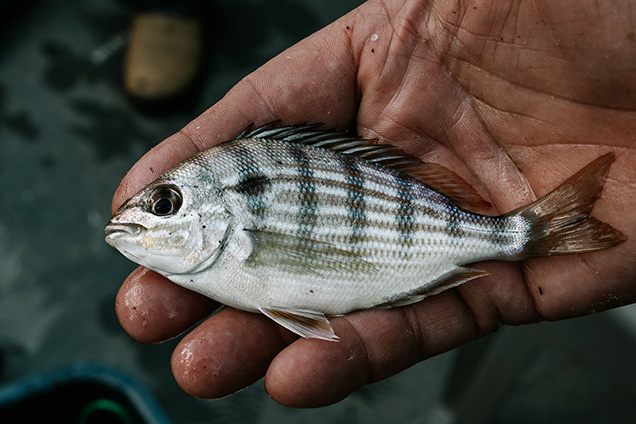 A pinfish being held in a hand.