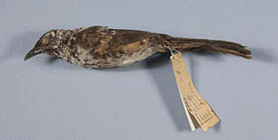 Hinde's Babbler specimen