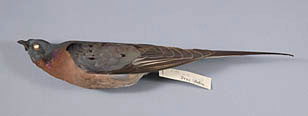 Passenger Pigeon specimen