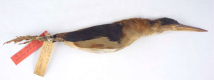 Peruvian Least Bittern specimen