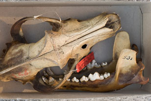 photo by Rosamund Purcell of wolf skull in a box.