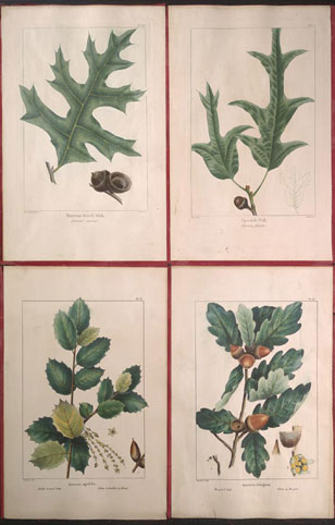 botanical illustration from François Michaux's North American Sylva