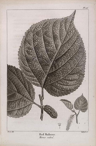 botanical illustration from François Michaux's North American Sylva