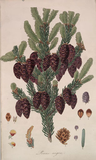 botanical illustration (Picea) from Aylmer Lambert's Pines