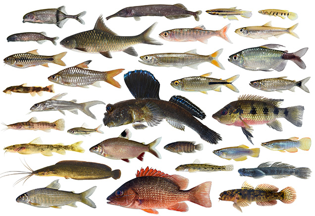 A group of several different types of fish on a white background.