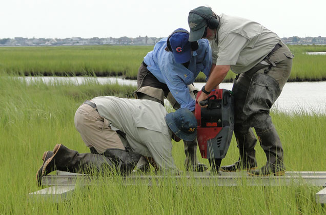 three Patrick Center scientists preparing a elevation benchmark station in a Barnegat Bay wetlands in New Jersey.