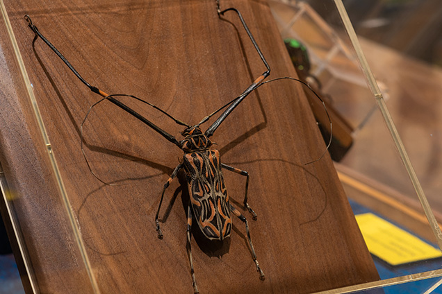 A longhorn beetle displayed in a case.