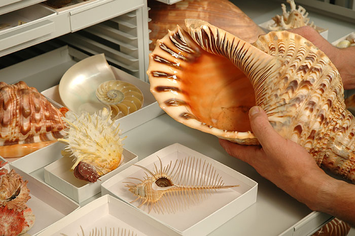 Collections at Drexel University's Academy of Natural Sciences